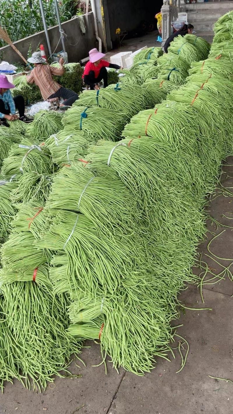 湖北长豆角原产地发货一手货源批发品质保证价格美丽！！