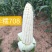 万糯2000，黑糯，花糯，水果玉米大量上市，欢迎新老客户