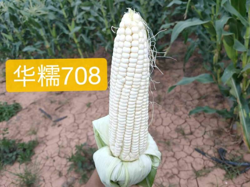 万糯2000，黑糯，花糯，水果玉米大量上市，欢迎新老客户
