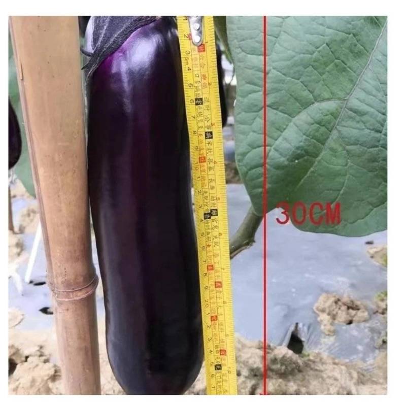 盛一奇红秀2号紫红烧烤茄种子短棒茄子耐热性好春秋栽培