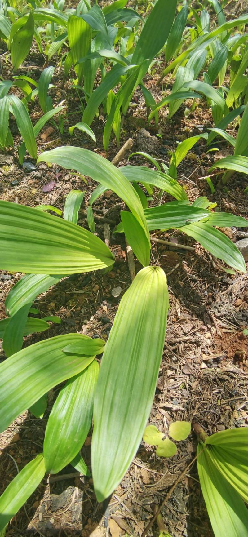 冰球子种苗，独蒜兰基地直供
