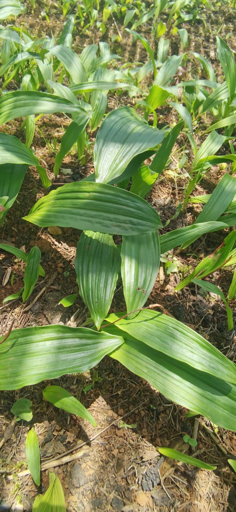 冰球子种苗，独蒜兰基地直供