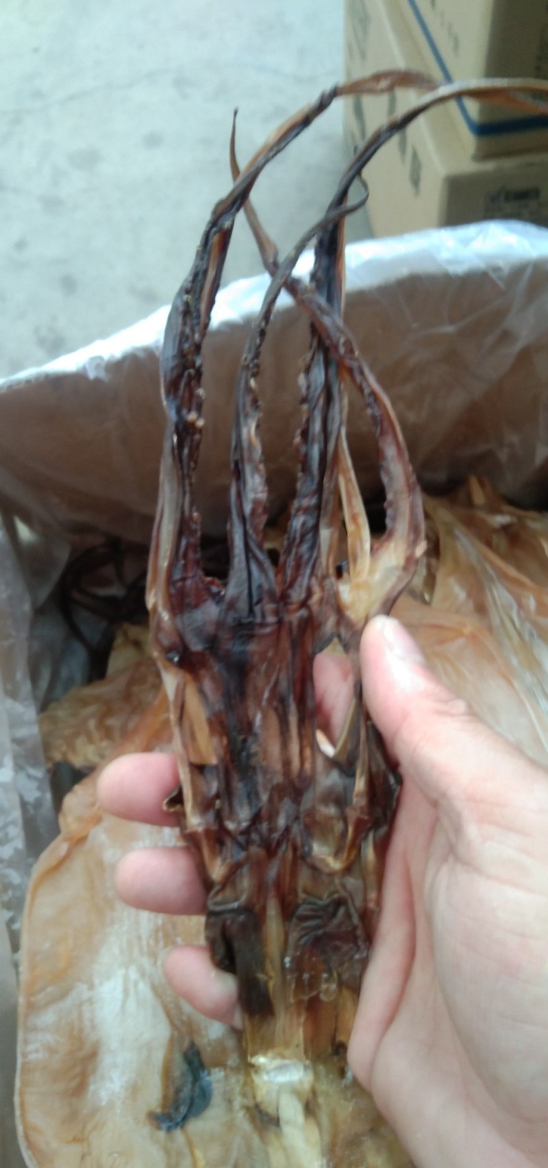 鱿鱼头淡干水发！纯淡干！成称率高一斤可发5斤左右品质好！