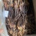 鱿鱼头淡干水发！纯淡干！成称率高一斤可发5斤左右品质好！