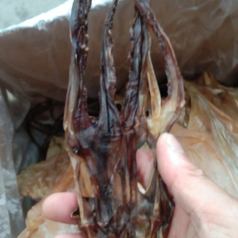鱿鱼头淡干水发！纯淡干！成称率高一斤可发5斤左右品质好！