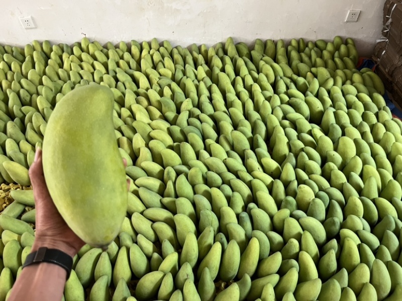 云南芒果要的可以联系我卖买都可以代办我也干