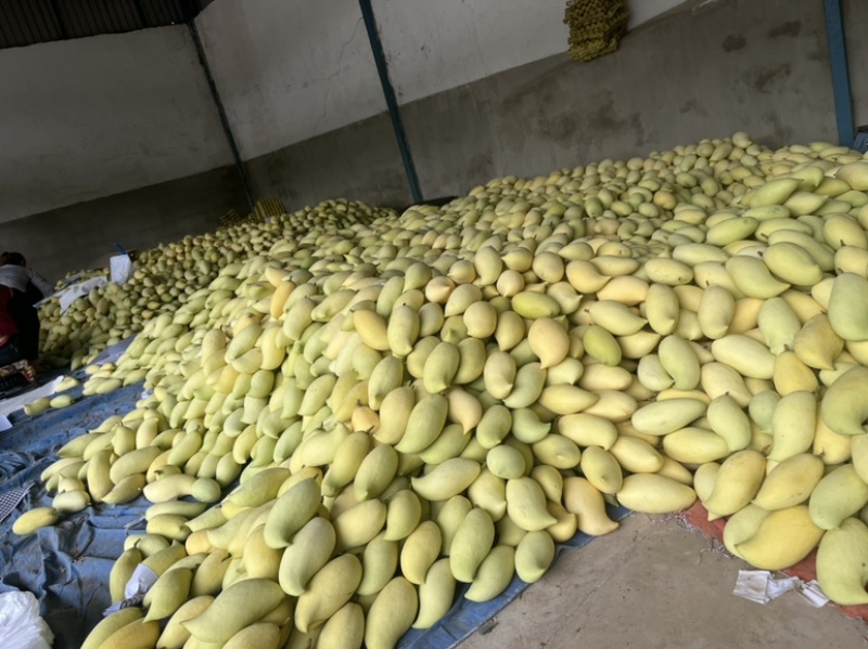 云南芒果要的可以联系我卖买都可以代办我也干