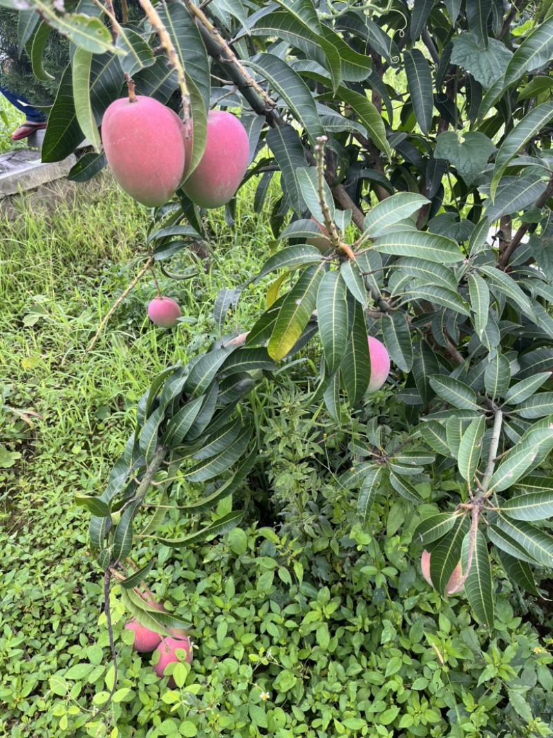 云南芒果要的可以联系我卖买都可以代办我也干