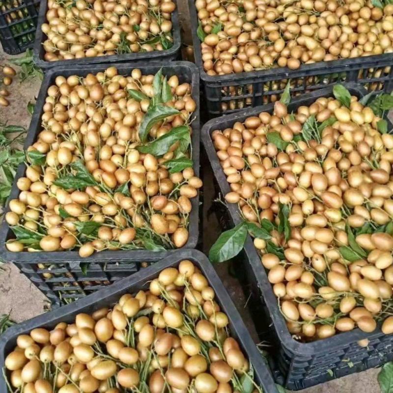 鸡心黄皮果，黑黄果型大，颜色靓丽，酸甜可口果实饱满多汁，