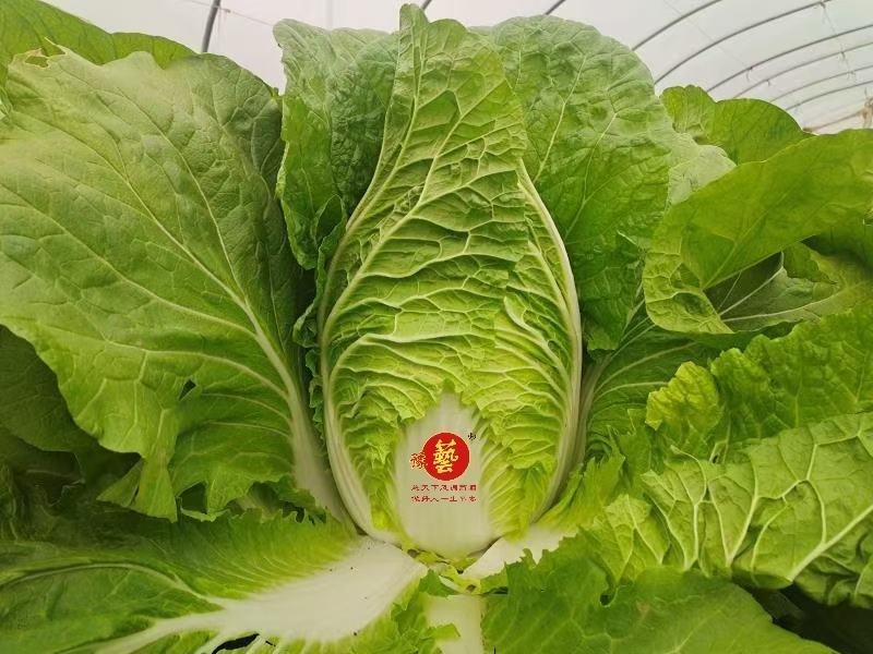 豫艺迎春白菜种子早熟炮弹形内叶乳黄产量7000公斤结球能