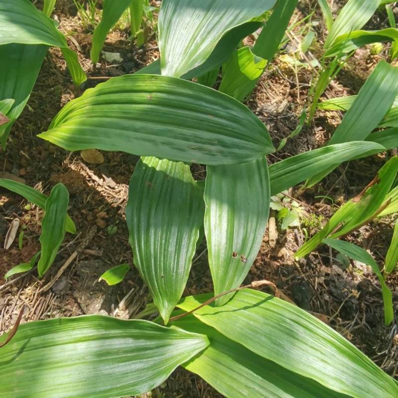 冰球子种苗，独蒜兰基地直供