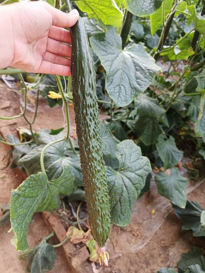 西瓜苗、辣椒苗、柿子苗、黄瓜苗、茄子苗、芹菜甘蓝有机花！