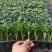 西瓜苗、辣椒苗、柿子苗、黄瓜苗、茄子苗、芹菜甘蓝有机花！