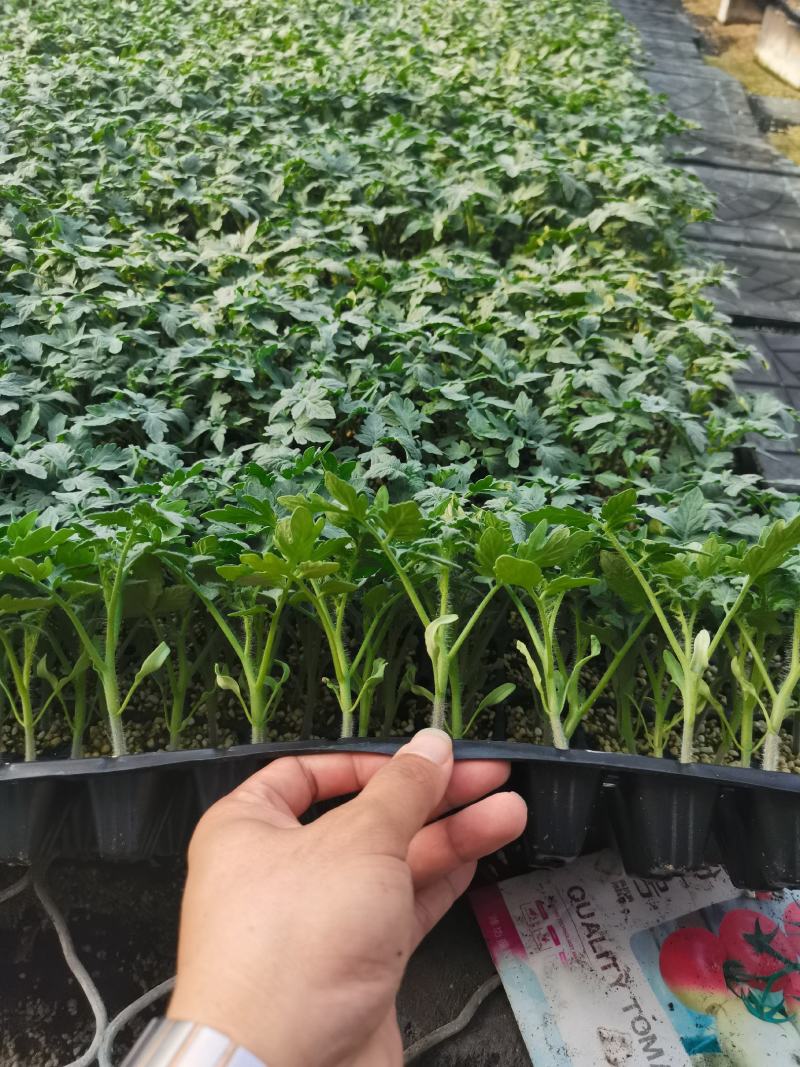 西瓜苗、辣椒苗、柿子苗、黄瓜苗、茄子苗、芹菜甘蓝有机花！
