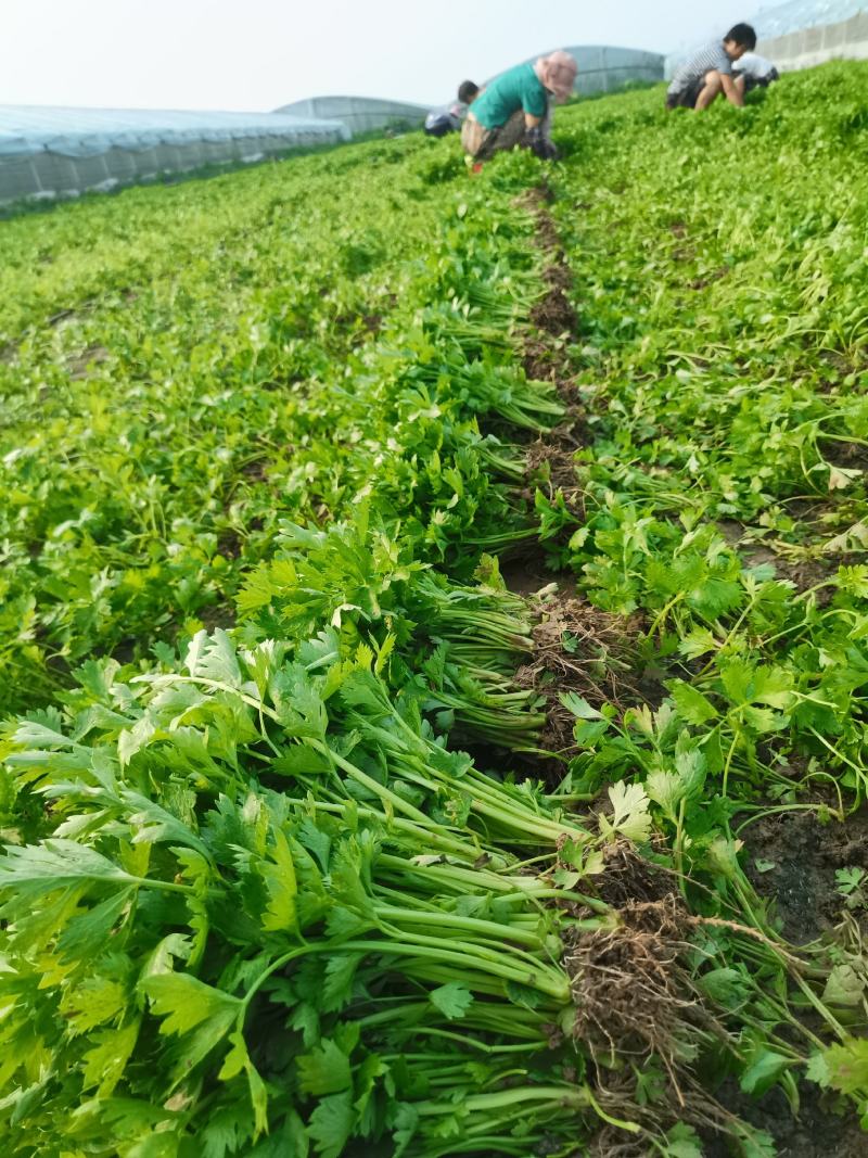 西瓜苗、辣椒苗、柿子苗、黄瓜苗、茄子苗、芹菜甘蓝有机花！