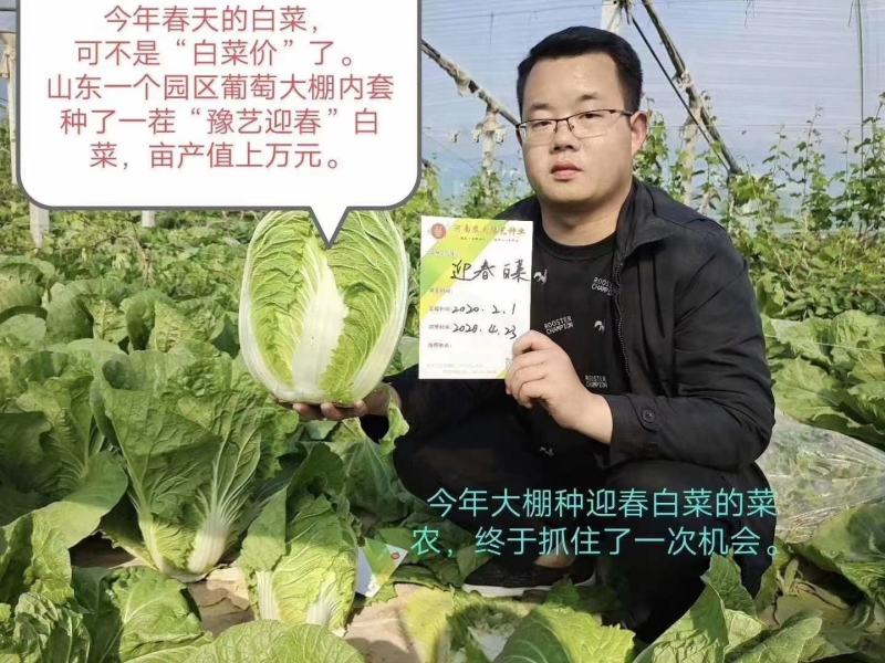 豫艺迎春白菜种子早熟形内叶乳黄产量7000公斤结球能