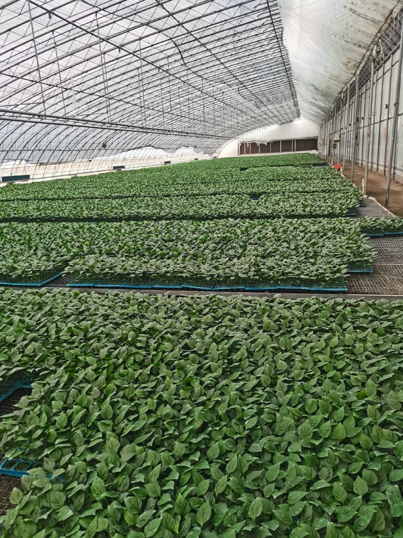 西瓜苗、辣椒苗、柿子苗、黄瓜苗、茄子苗、芹菜甘蓝有机花！