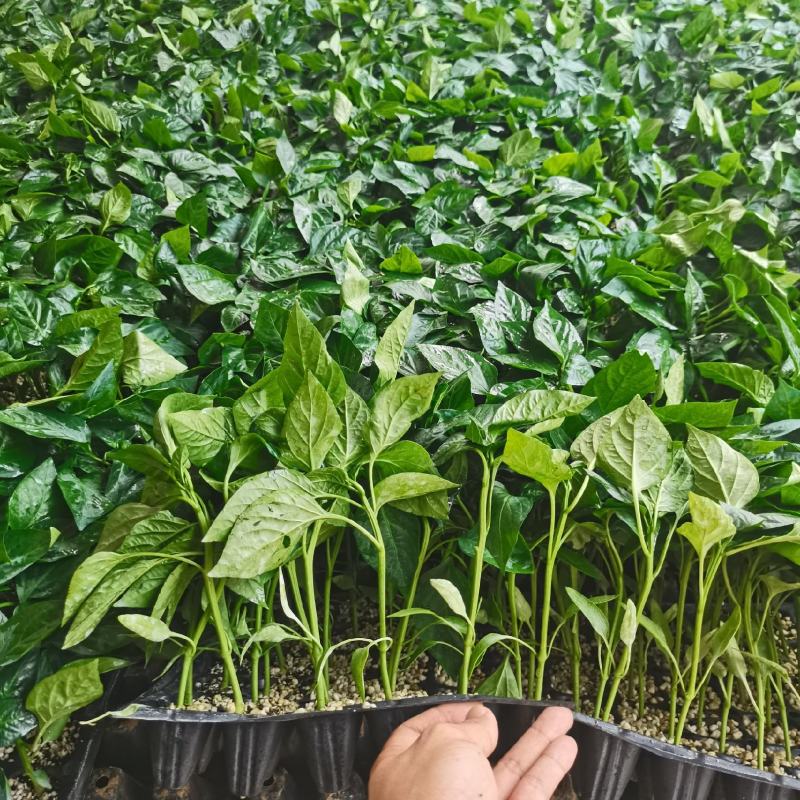 辣椒苗
