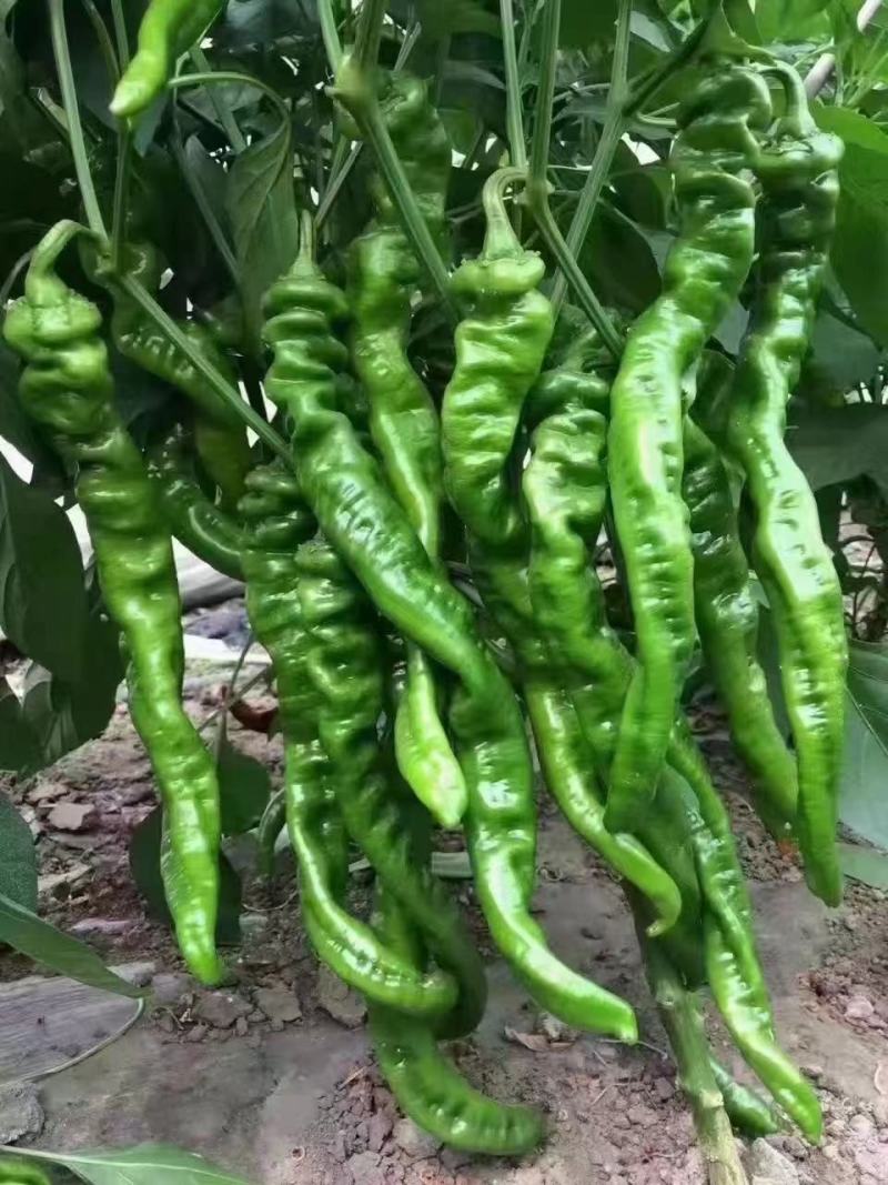 辣椒苗