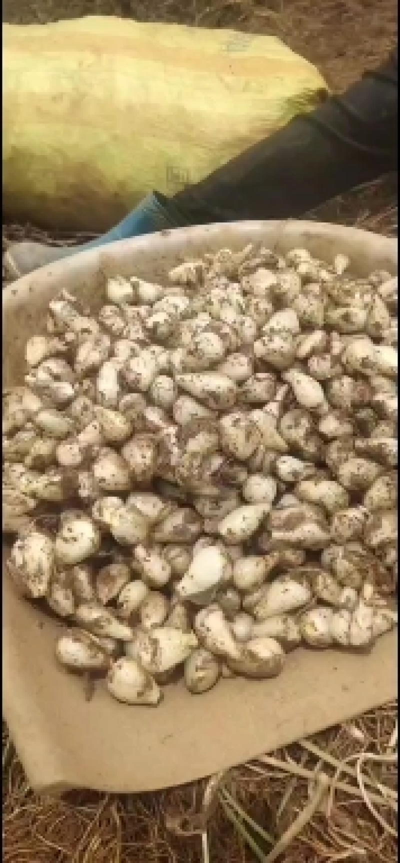 藠头