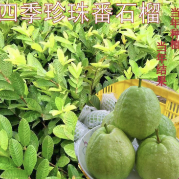 四季珍珠番石榴苗白心苗