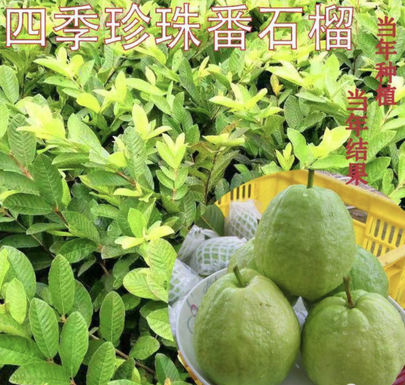 四季珍珠番石榴苗白心苗
