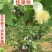 四季珍珠番石榴苗白心苗