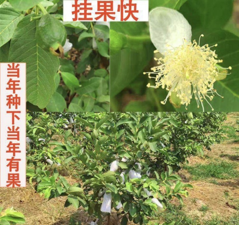 四季珍珠番石榴苗白心苗