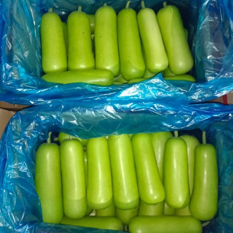 精品瓠子有量有需要的量有需要的联系我