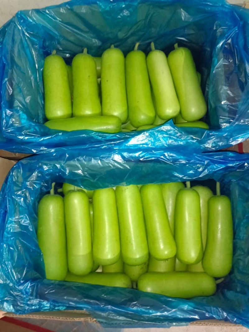 精品瓠子有量有需要的量有需要的联系我