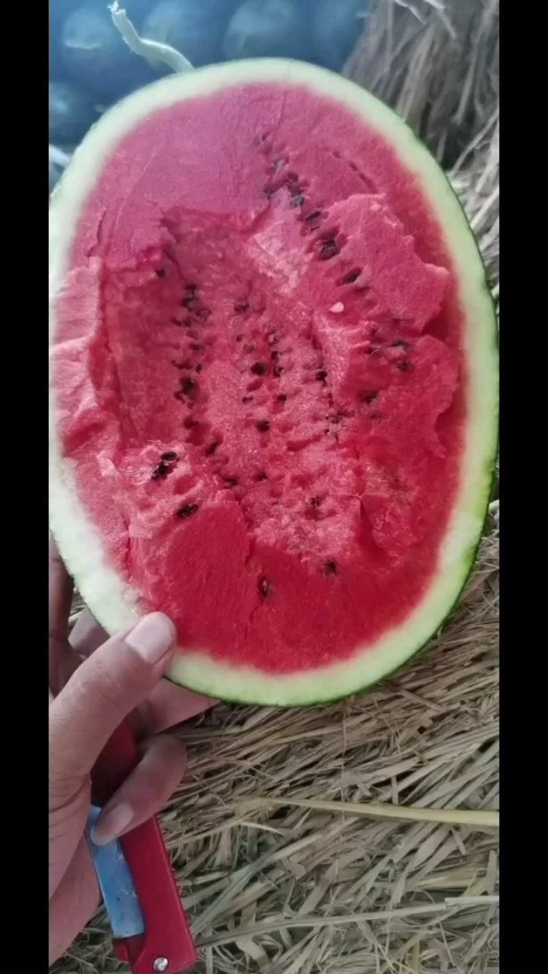 黑美人精品货大量有货供应保质保量欢迎大家咨询，大红镶，