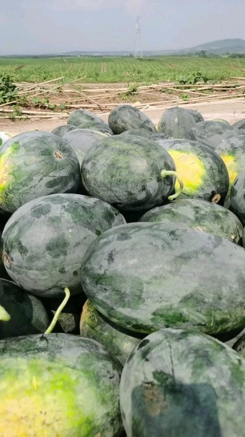 黑美人精品货大量有货供应保质保量欢迎大家咨询，大红镶，