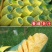 【现货】桂七芒果大青芒果一件代发源头非贵妃金煌芒果供直播
