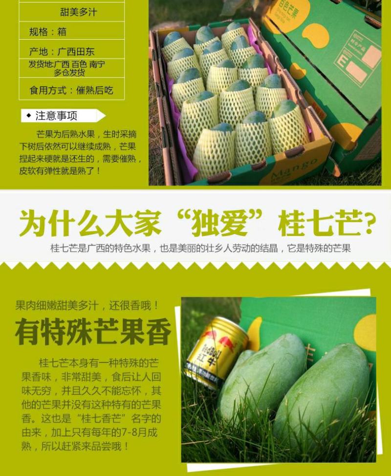 【现货】桂七芒果大青芒果一件代发源头非贵妃金煌芒果供直播