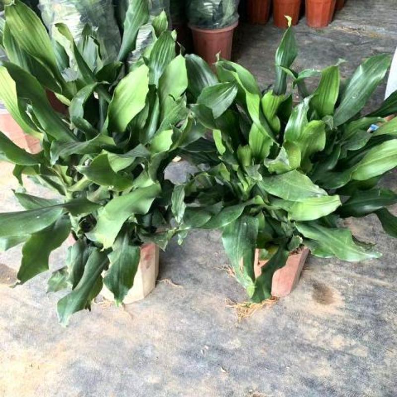 螺纹铁植物花卉盆栽客厅办公室室内阳台四季常青净化空气