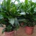 螺纹铁植物花卉盆栽客厅办公室室内阳台四季常青净化空气