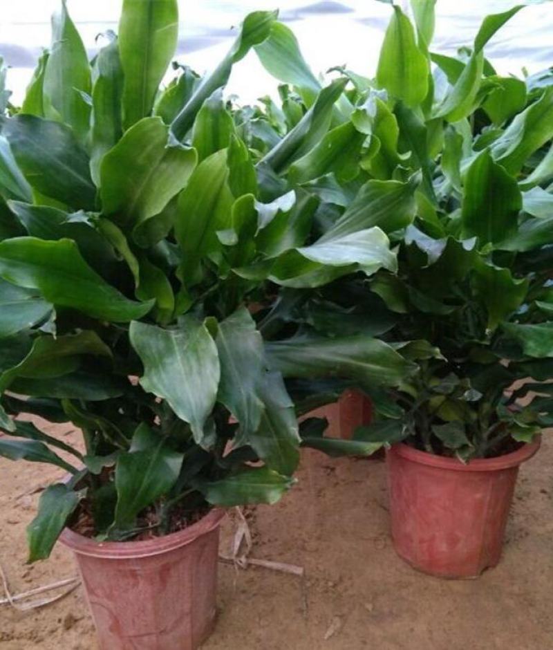 螺纹铁植物花卉盆栽客厅办公室室内阳台四季常青净化空气