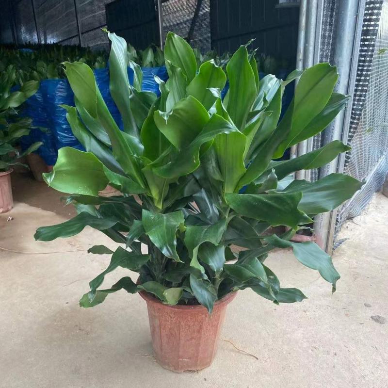 螺纹铁植物花卉盆栽客厅办公室室内阳台四季常青净化空气