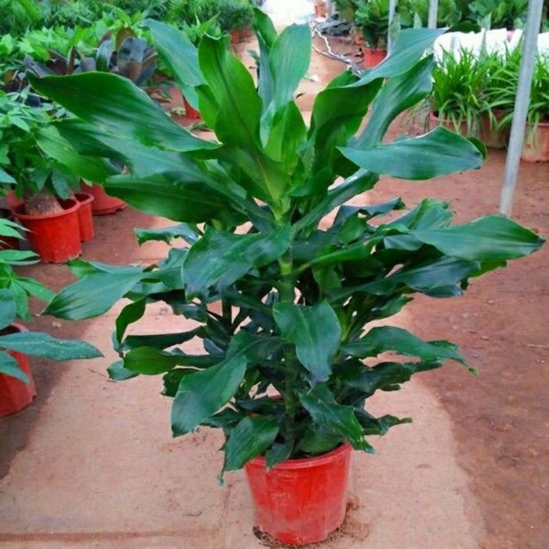 螺纹铁植物花卉盆栽客厅办公室室内阳台四季常青净化空气
