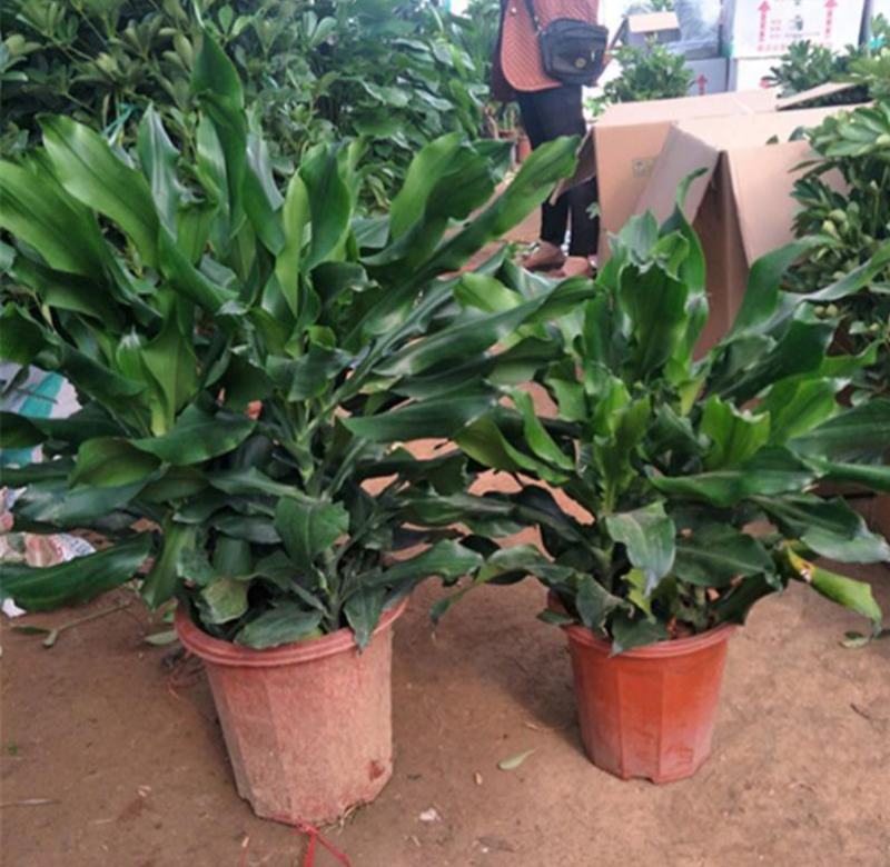 螺纹铁植物花卉盆栽客厅办公室室内阳台四季常青净化空气