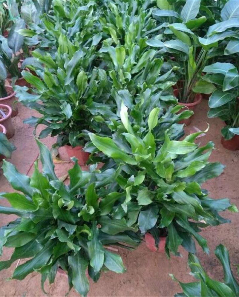 螺纹铁植物花卉盆栽客厅办公室室内阳台四季常青净化空气