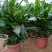 螺纹铁植物花卉盆栽客厅办公室室内阳台四季常青净化空气