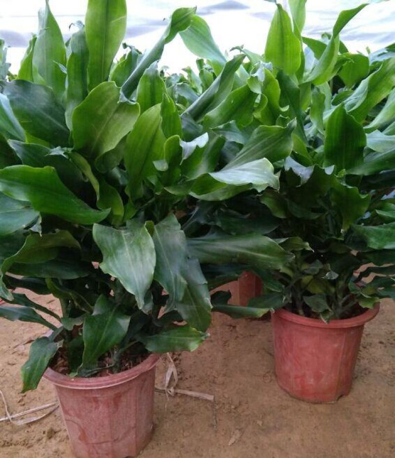 螺纹铁植物花卉盆栽客厅办公室室内阳台四季常青净化空气