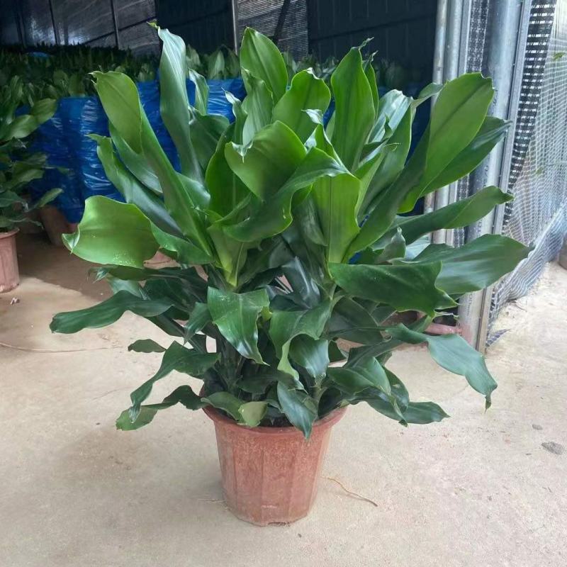 螺纹铁植物花卉盆栽客厅办公室室内阳台四季常青净化空气