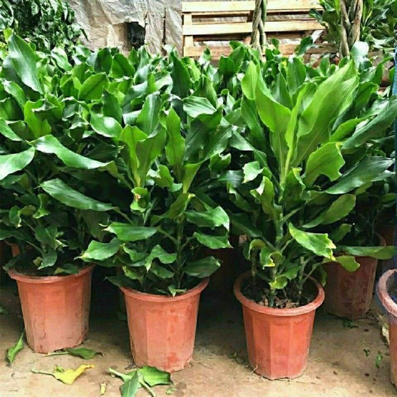 螺纹铁植物花卉盆栽客厅办公室室内阳台四季常青净化空气