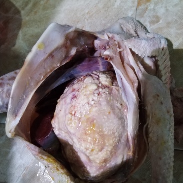 鸡宝
