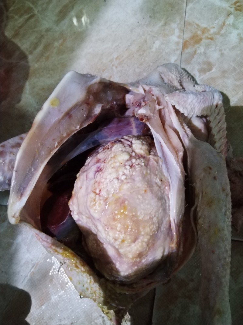 鸡宝