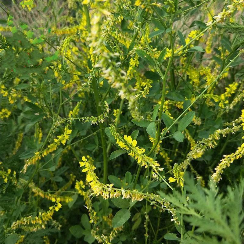 草木樨种子草木犀蜜源植物黄花草牧草型绿肥高产耐寒耐贫瘠