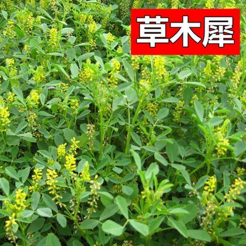 草木樨种子草木犀蜜源植物黄花草牧草型绿肥高产耐寒耐贫瘠