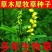草木樨种子草木犀蜜源植物黄花草牧草型绿肥高产耐寒耐贫瘠
